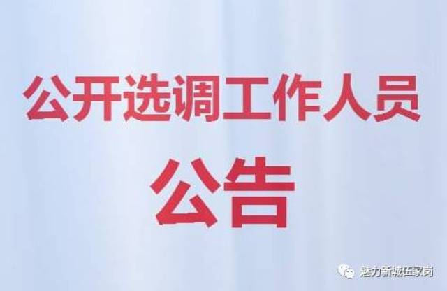 伍家岗区人民政府办公室最新招聘通告概览