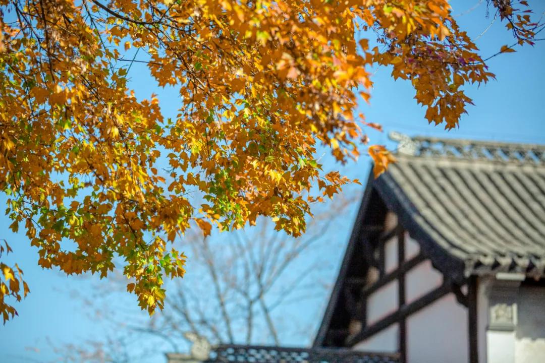 枣庄市台儿庄古城景区游玩指南