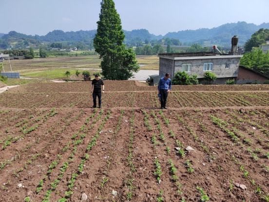 雾里看花