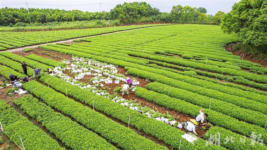 一心苗圃所在地交通最新动态